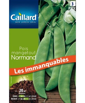 Pois mangetout "normand”