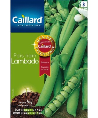 Pois nain "lambado”