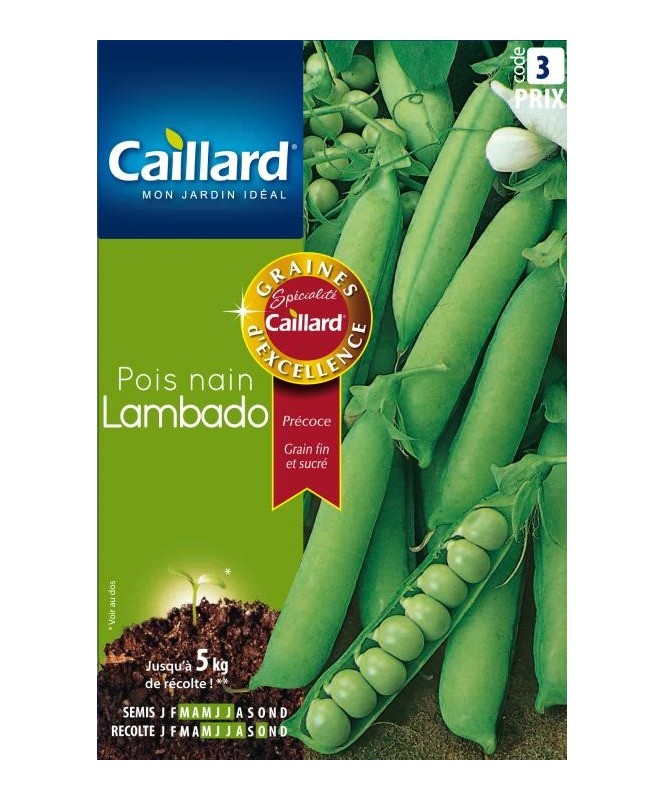 Pois nain "lambado”