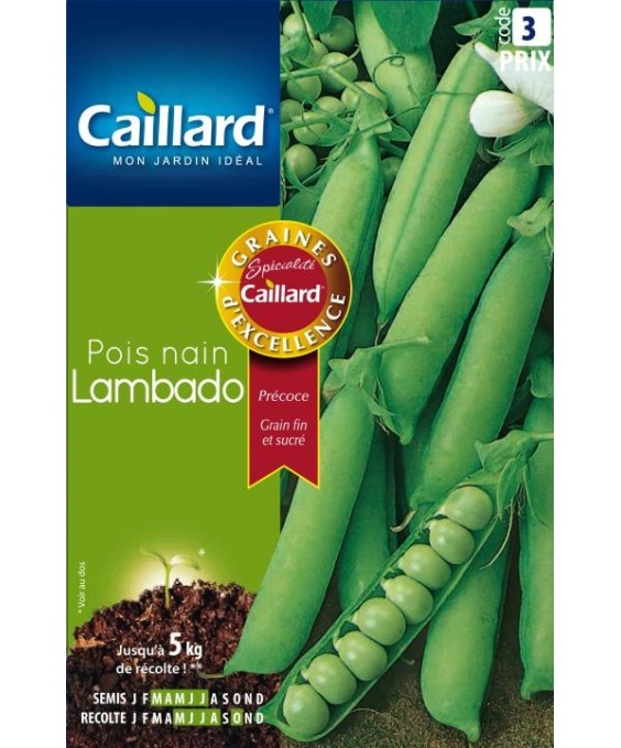 Pois nain "lambado”