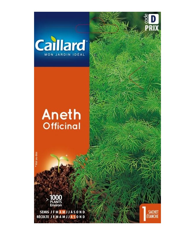 Aneth "officinal”
