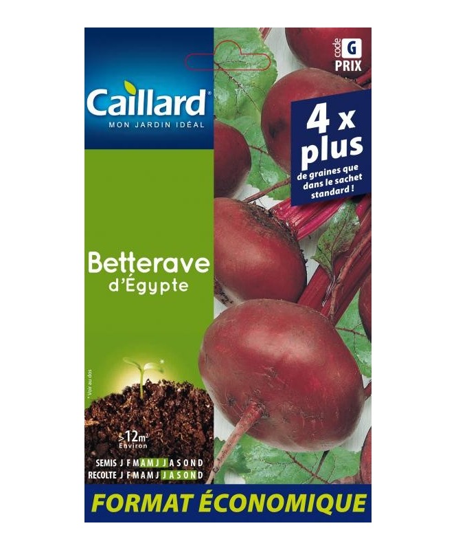 Betterave "d'egypte”