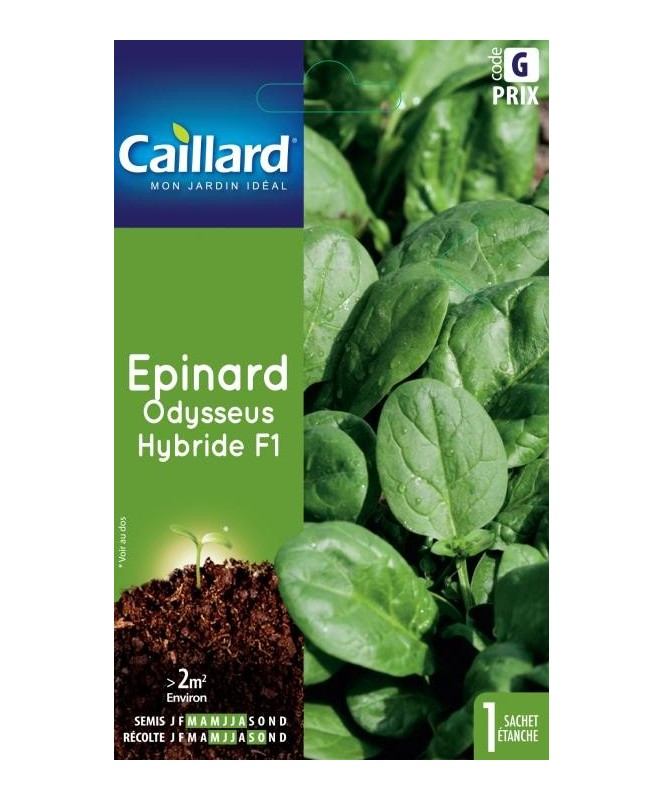 Epinard "odysseus hybride f1” Epinard "odysseus hybride f1”