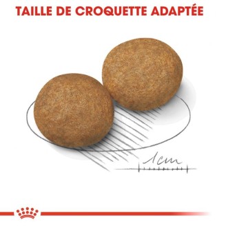 Medium Adult 10Kg