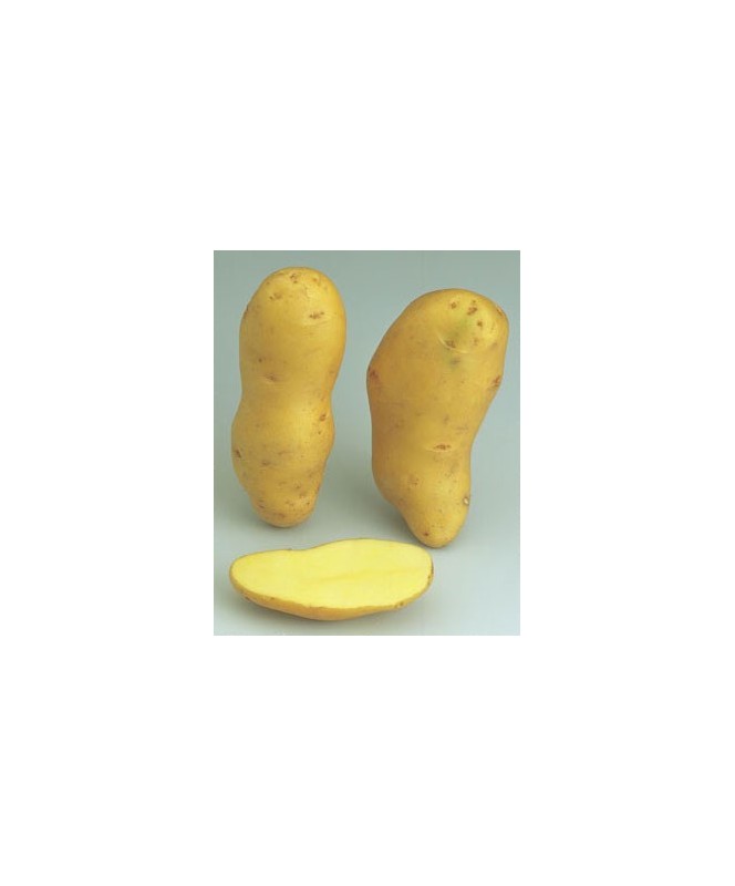 Stella 32/40 3Kg Stella 32/40 3Kg