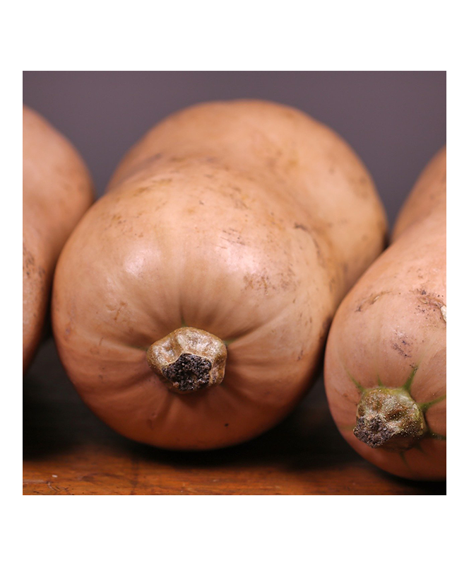 Courge Butternut C0.5L