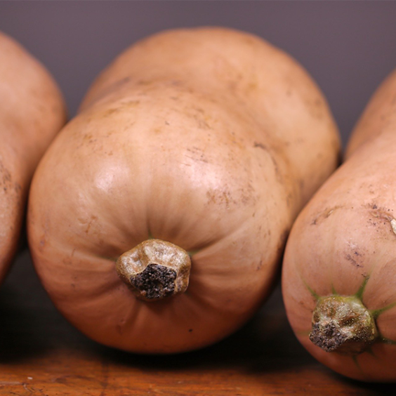 Courge Butternut C0.5L