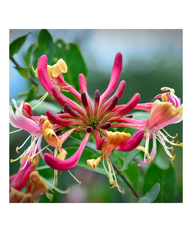 Lonicera Goldflame C3L 90/120