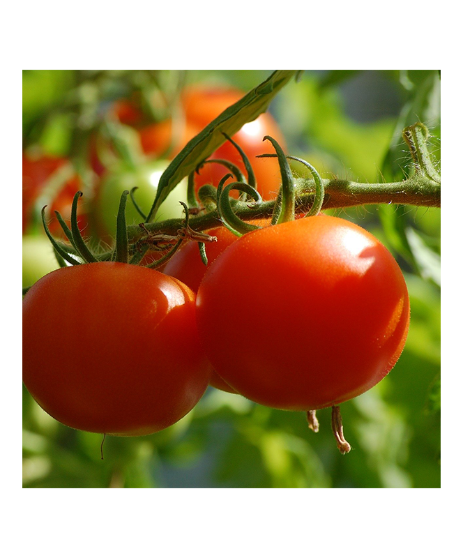 Tomate B6 Coeur de Boeuf