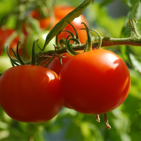 Tomate B6 Coeur de Boeuf