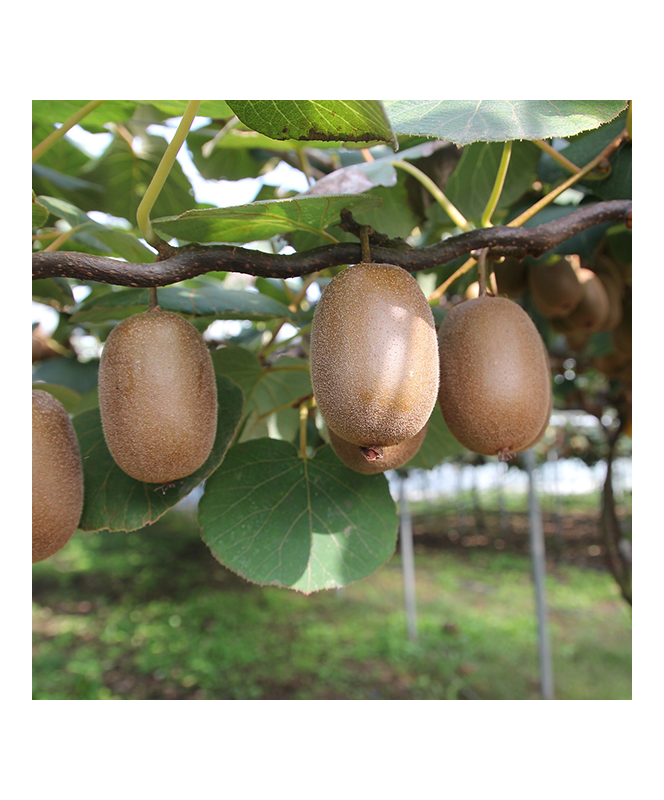 Kiwi Femelle C1.5L