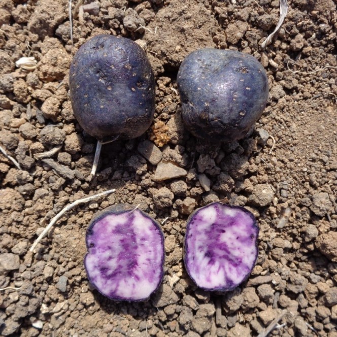 Vitelotte 25/32 10 Plants Vitelotte 25/32 10 Plants