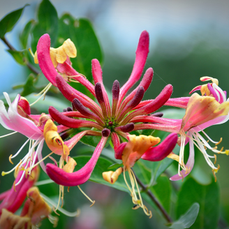 Lonicera C3L 90/120
