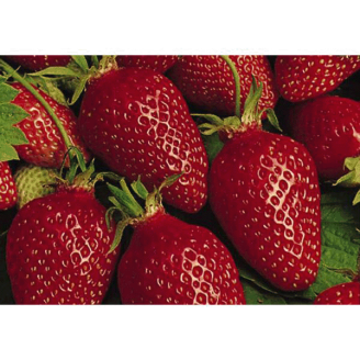Fraisier B6 Gariguette