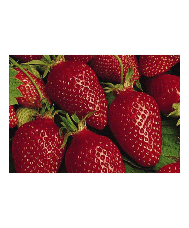 Fraisier B6 Gariguette