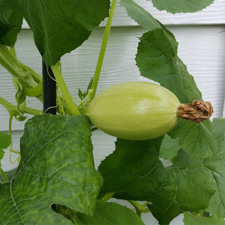 Courge Spaghetti P10,5
