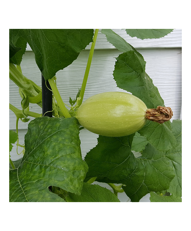 Courge Spaghetti P10,5