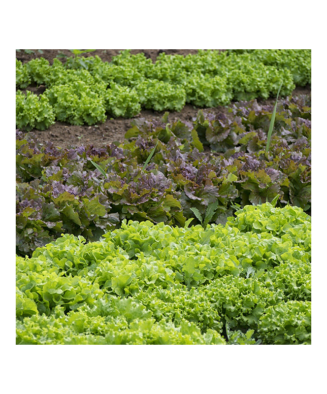 Salade B12 Duo Salade B12 Duo