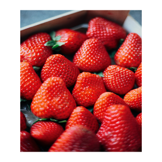 Fraisier Charlotte