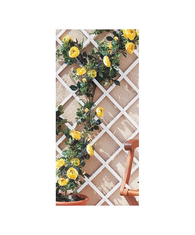 Treillis extensible PVC 1x2 m blanc Trelliflex - NORTENE