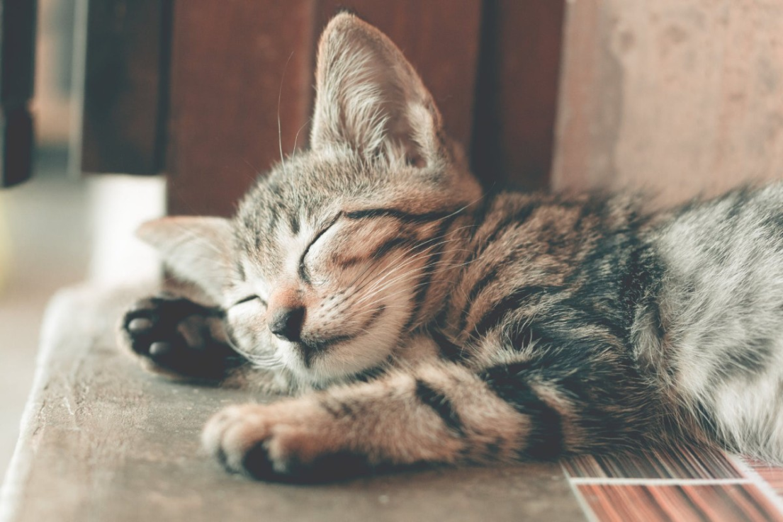 Accueillir un chaton chez soi