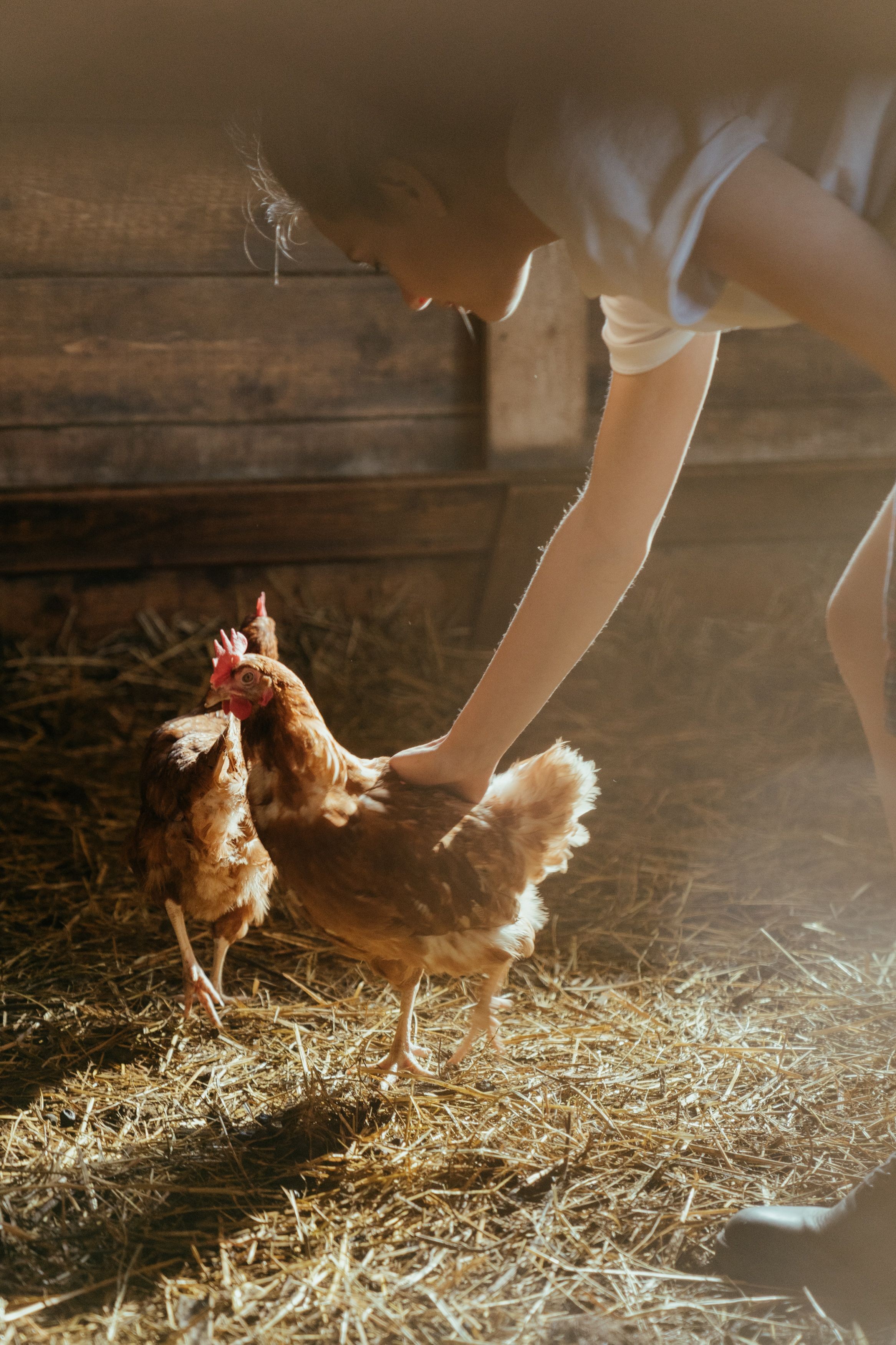Avoir des poules dans son jardin