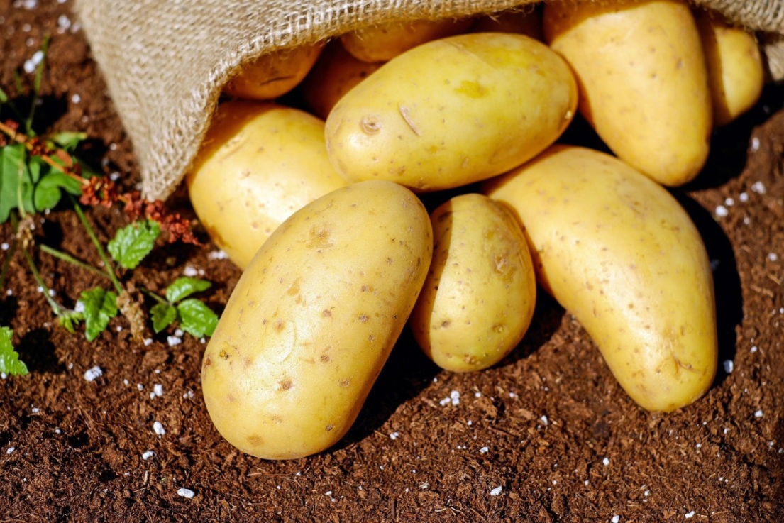 Cultiver des pommes de terre dans son jardin