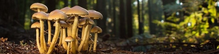Tout savoir sur les champignons d'automne Lysadis