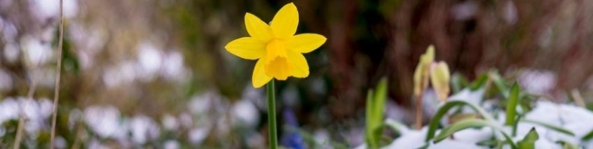 Préparer son jardin pour l'hiver Lysadis