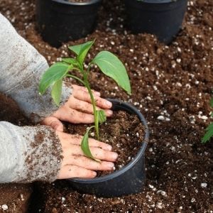 jardinier.jpg