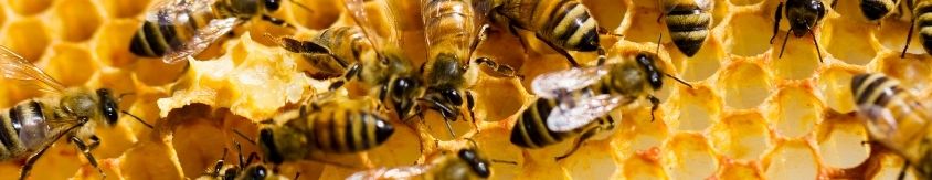 Vos premiers pas en apiculture Lysadis