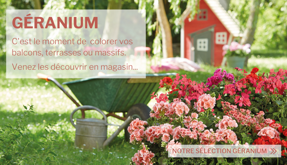 Tous nos produits pour avoir une belle floraison de géraniums.