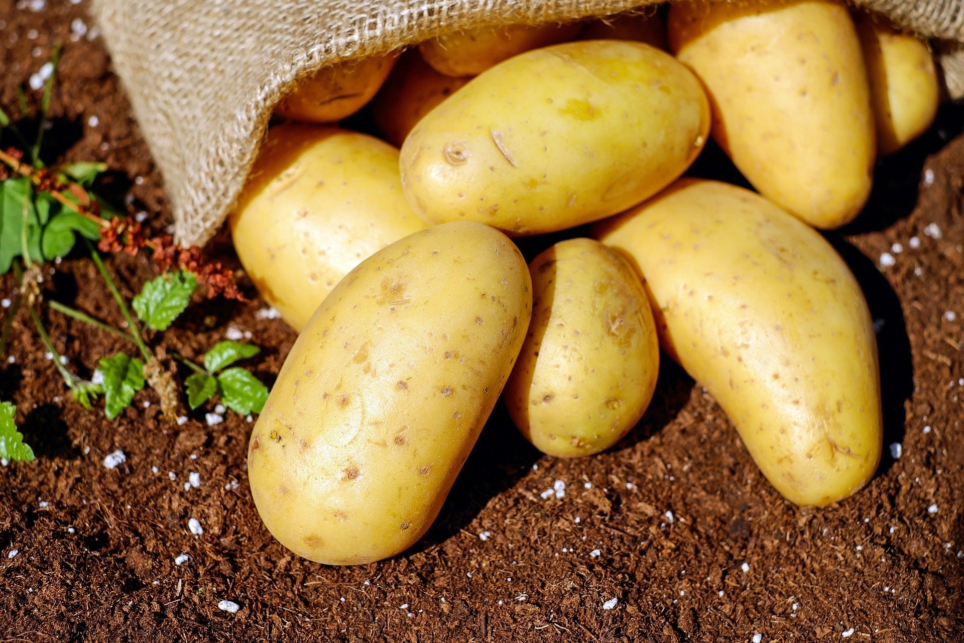 Cultiver des pommes de terre dan Lysadis